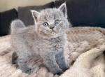 Tom - British Shorthair Kitten For Sale - Woodland Park&comma; CO&comma; US