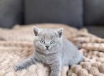 Benny - British Shorthair Kitten For Sale - Woodland Park&comma; CO&comma; US