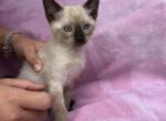 Mango - Siamese Kitten For Sale - Branson&comma; MO&comma; US