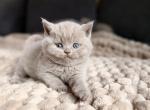 Mochi - British Shorthair Kitten For Sale - Woodland Park&comma; CO&comma; US