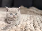 Mochi - British Shorthair Kitten For Sale - Woodland Park&comma; CO&comma; US