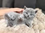 Cutie - British Shorthair Kitten For Sale - Woodland Park&comma; CO&comma; US