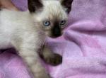 Guava - Siamese Kitten For Sale - 