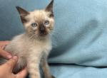 Papaya - Siamese Kitten For Sale - Branson&comma; MO&comma; US