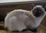 Troy - Siamese Kitten For Sale - Cheney&comma; WA&comma; US