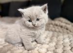 Ralph - British Shorthair Kitten For Sale - Woodland Park&comma; CO&comma; US