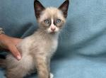 Melon - Siamese Kitten For Sale - 