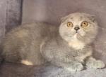 Chloe - Scottish Fold Kitten For Sale - Cheney&comma; WA&comma; US