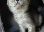 Toffee - Scottish Straight Kitten For Sale - Cheney&comma; WA&comma; US