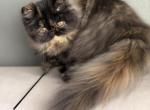 Zoe - Persian Kitten For Sale - 