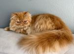 Chesnut - Persian Kitten For Sale - 