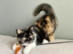 Rosie - Exotic Kitten For Sale - 