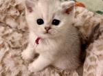 Eden - British Shorthair Kitten For Sale - OR&comma; US