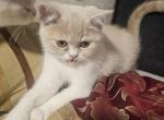 nr 1 - Exotic Kitten For Sale - 
