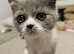 nr 2 - Exotic Kitten For Sale - 