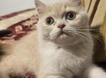 nr 3 - Exotic Kitten For Sale - 