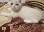 nr 4 - Exotic Kitten For Sale - 