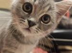 nr 5 - Exotic Kitten For Sale - Escondido&comma; CA&comma; US