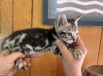 Marble Bengal babies - Bengal Kitten For Sale - Vandalia&comma; OH&comma; US