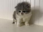 Legacy - Persian Kitten For Sale - Oklahoma City&comma; OK&comma; US
