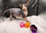 Sphynx kitten - Sphynx Kitten For Sale - Warsaw&comma; MO&comma; US