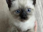 Adorable Siamese kitten - Siamese Kitten For Sale - Enfield&comma; CT&comma; US