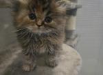 Beyonce - Persian Kitten For Sale - NJ&comma; US
