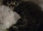Batman - Persian Kitten For Sale - NJ&comma; US