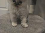 BonJovi - Himalayan Kitten For Sale - NJ&comma; US