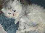 Pinkface - Persian Kitten For Sale - NJ&comma; US