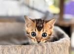 Jet - Bengal Kitten For Sale - Lakeland&comma; FL&comma; US
