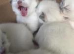 TICA ragdoll kittens - Ragdoll Kitten For Sale - Amherst&comma; NH&comma; US