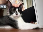Benji - Domestic Kitten For Adoption - Winter Spgs&comma; FL&comma; US