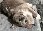 A Queen Deserves Her Retirement Meet Khalessi - Ragdoll Cat For Sale/Retired Breeding - 