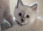 Emma Blue point - Ragdoll Kitten For Sale - 