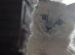 Evie Blue - Ragdoll Kitten For Sale - 