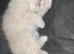 Mufasa - Persian Kitten For Sale - Goldsboro&comma; NC&comma; US