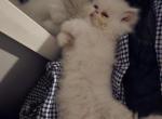 Persephone - Persian Kitten For Sale - Goldsboro&comma; NC&comma; US