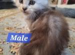 high silver and tortie litters - Maine Coon Kitten For Sale - Hendersonville&comma; TN&comma; US