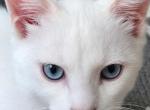 Mix - Domestic Kitten For Sale - Hastings&comma; FL&comma; US