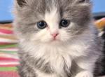 ScF - Scottish Fold Kitten For Sale - Hastings&comma; FL&comma; US