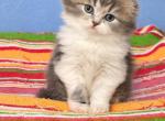 Sct - Scottish Fold Kitten For Sale - Hastings&comma; FL&comma; US