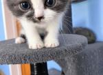 Scottishboy - Scottish Straight Kitten For Sale - Hastings&comma; FL&comma; US