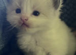 Pumpkin - Ragdoll Kitten For Adoption - Butler&comma; PA&comma; US