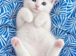 Mixboy - Scottish Straight Kitten For Sale - Hastings&comma; FL&comma; US