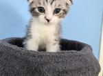 MDV - Scottish Fold Kitten For Sale - Hastings&comma; FL&comma; US