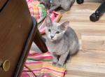 GirlJh - Russian Blue Kitten For Sale - Hastings&comma; FL&comma; US