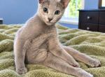 Blue girl - Russian Blue Kitten For Sale - Hastings&comma; FL&comma; US