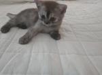 Shyla - British Shorthair Kitten For Sale - Boston&comma; MA&comma; US