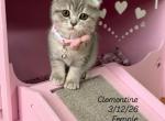 Raccon litter March - Scottish Fold Kitten For Sale - Finksburg&comma; MD&comma; US